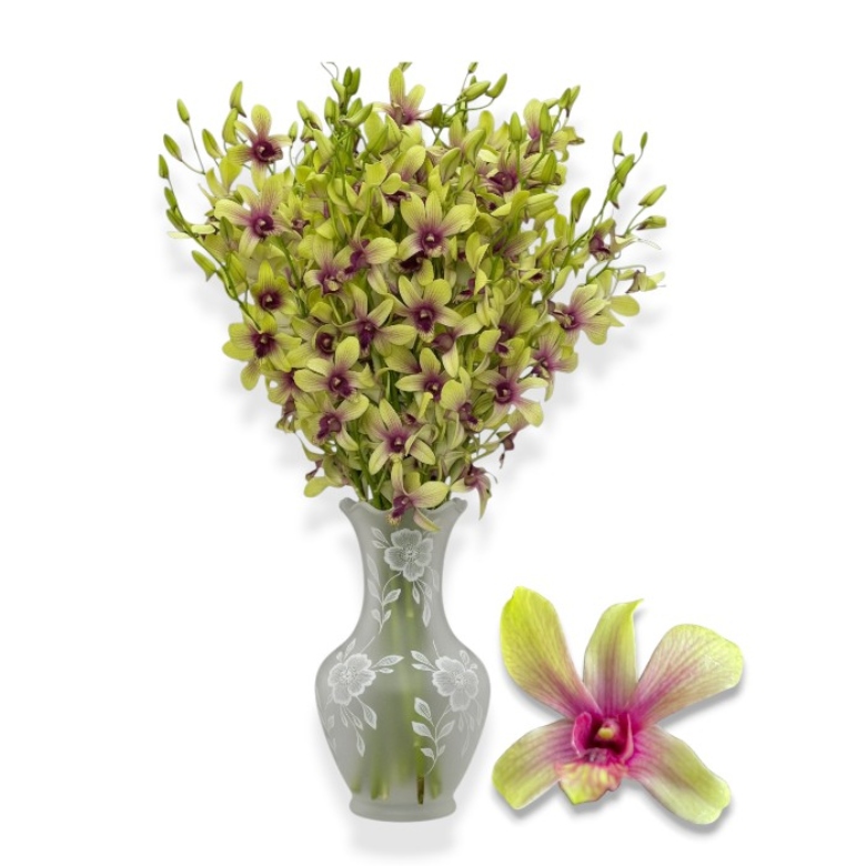 orchids (3) orchids (3)