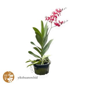 Renanthera Ajima Red