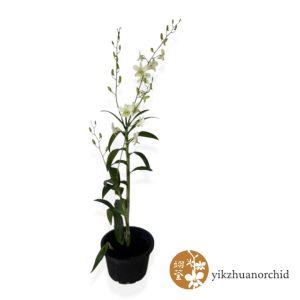 Dendrobium Shavin White