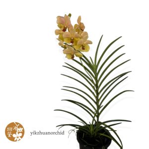 Vanda Yellow