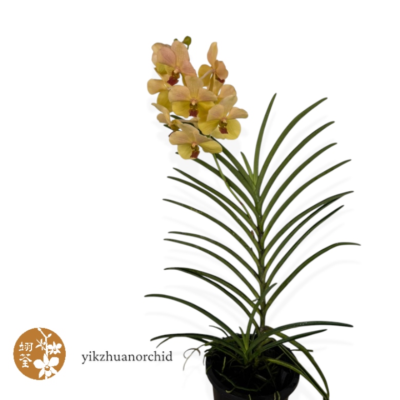 orchids (36) orchids (36)