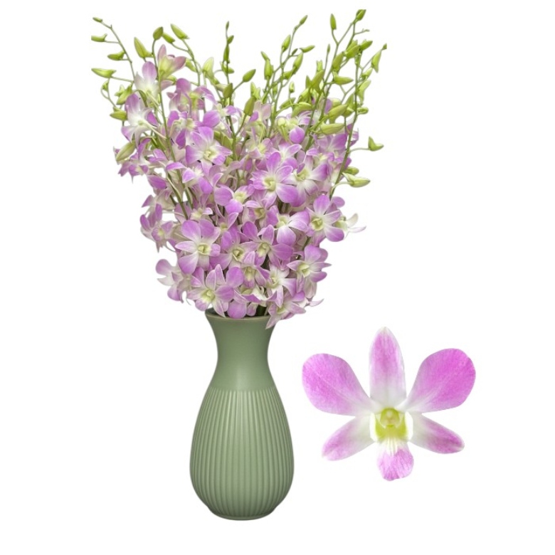 orchids (5) orchids (5)