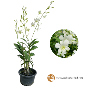 Dendrobium Shavin White