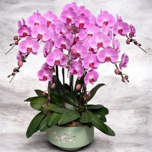 Phalaenopsis Pink Arrangement 8in1
